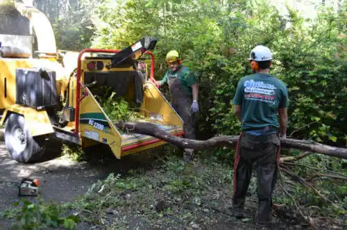 tree services Lakeland Highlands